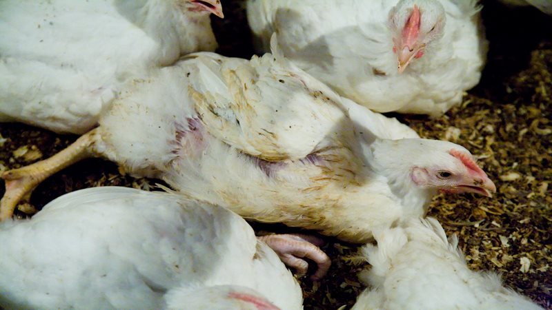 Tụ huyết trùng là căn bệnh nguy hiểm thường gặp ở gà