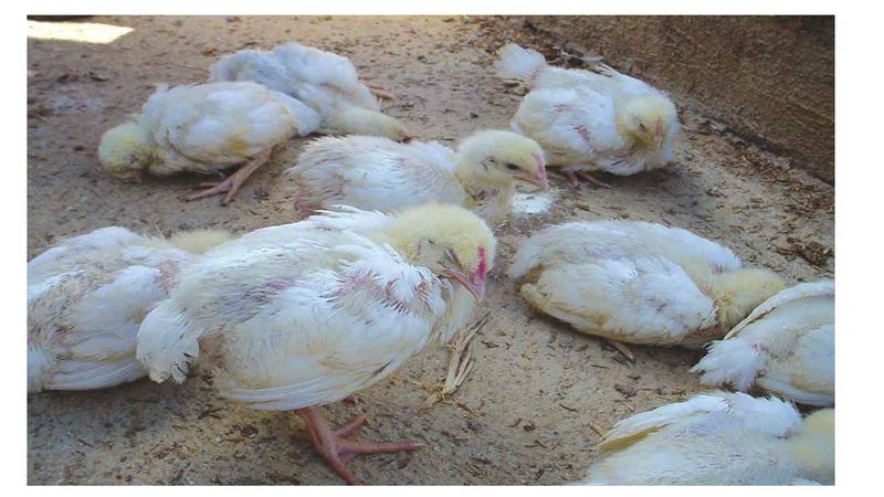 Bệnh tụ huyết trùng ở gà đem đến hệ quả tiêu cực cho sức khoẻ gà