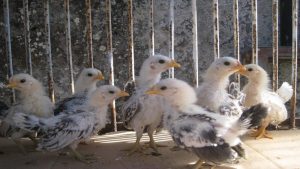 BongVip: Cách chăm sóc gà con mới nở đạt hiệu quả cao